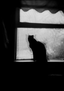 Alex, Springdale Ave.
