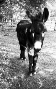 Donkey, Perth