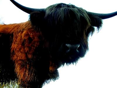 Highland Coo, Pollock Park, Glasgow