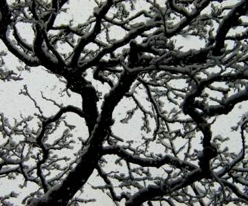 Pollock Park, Glasgow, Snowfall