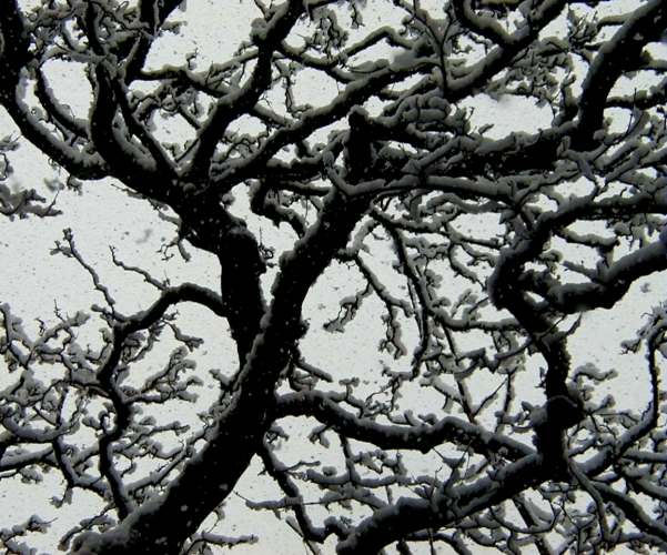 Pollock Park, Glasgow, Snowfall