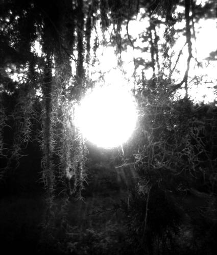 Spanish Moss