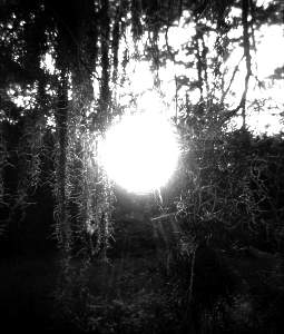 Spanish Moss